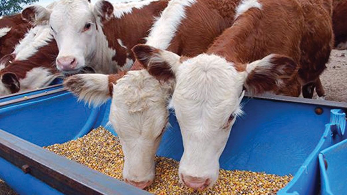 Describen una causa de muerte súbita en bovinos de Feedlot