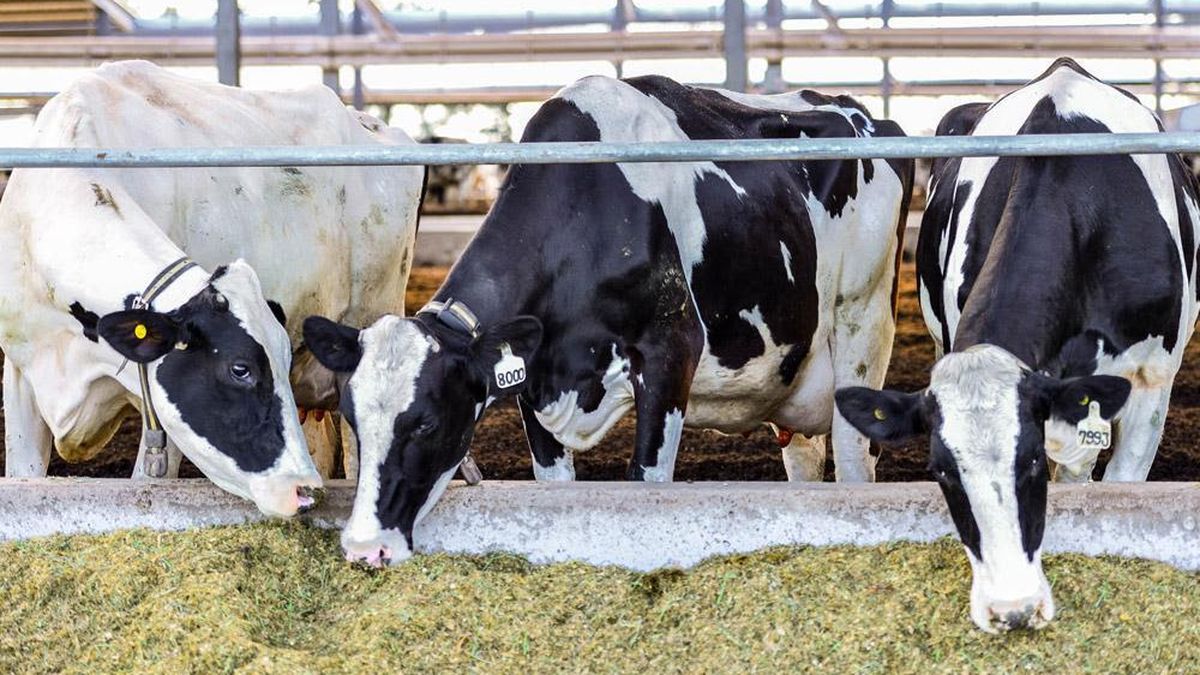 Lecher A De Laval Cierra Su Planta En La Argentina