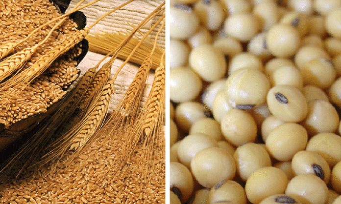 Los precios en los insumos incidieron en los costos del trigo y la soja quedó condicionada por la cotización a la baja.&nbsp;&nbsp;