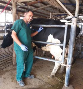 Hernán Bertotti. “Los índices productivos aumentan de manera proporcional al confort que se les brinda a las vacas”.