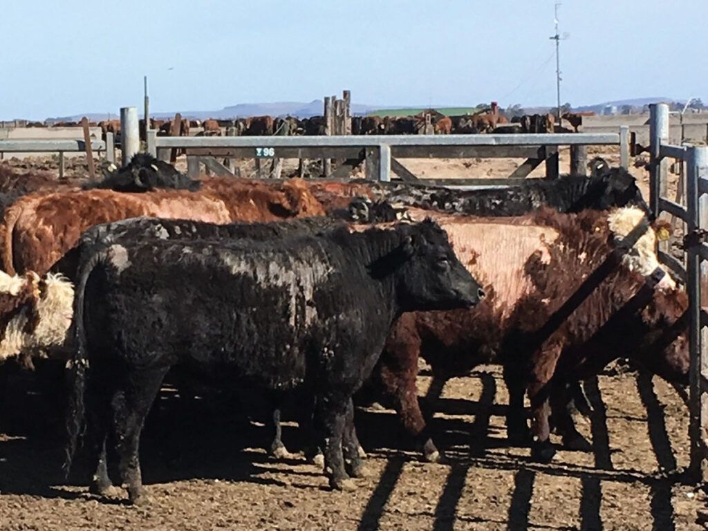Atentos. El control de esta parasitosis requiere de una acción terapéutica concreta y un compromiso importante desde el punto de vista del manejo de los animales.