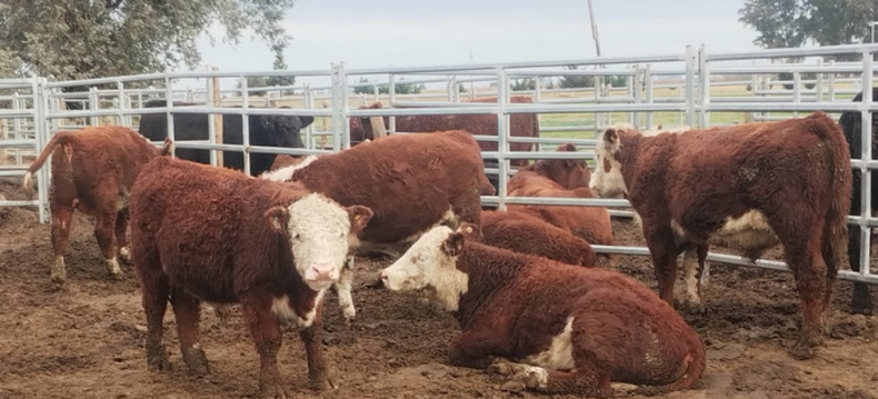 Es fundamental acoplarla al uso de la genéticabovina para obtener la información necesaria para generar la población dereferencia de la raza Hereford.