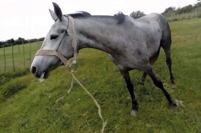 Piden que la vacunación contra encefalomielitis equina vuelva a ser obligatoria.&nbsp;&nbsp;&nbsp;