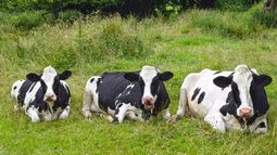 Producción láctea. El bienestar de las vacas y la productividad económica son proporcionales. Producción láctea. El bienestar de las vacas y la productividad económica son proporcionales.