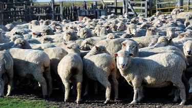 En los ovinos, una enfermedad localizada puede generalizarse y derivar en la muerte del animal.