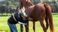 Veterinarios y productores de equinos deberán adaptarse a nuevas exigencias del Senasa.