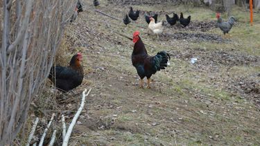 En Santa Cruz no se han registrado casos de influenza aviar hasta la fecha.