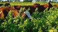 La integración agrícola-ganadera como una estrategia clave para los rendimientos.