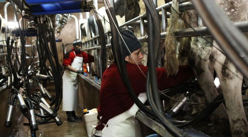 El manejo en el el tambo es clave para minimizar los efectos del estrés calórico en los animales.
