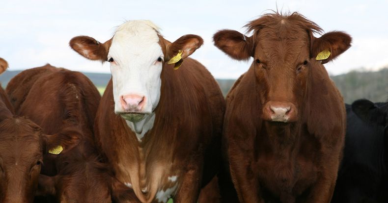 animal 1238273_1920.jpg