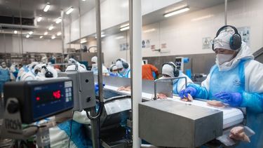 Exportaciones. Se recuperó un destino de alto valor para la avicultura nacional.