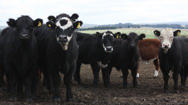 Es necesario contar con un plan sanitario, principalmente enfocado al control y prevención de estas enfermedades.&nbsp;