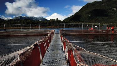 Chile: producción, ambiente y sanidad en el gigante del salmón