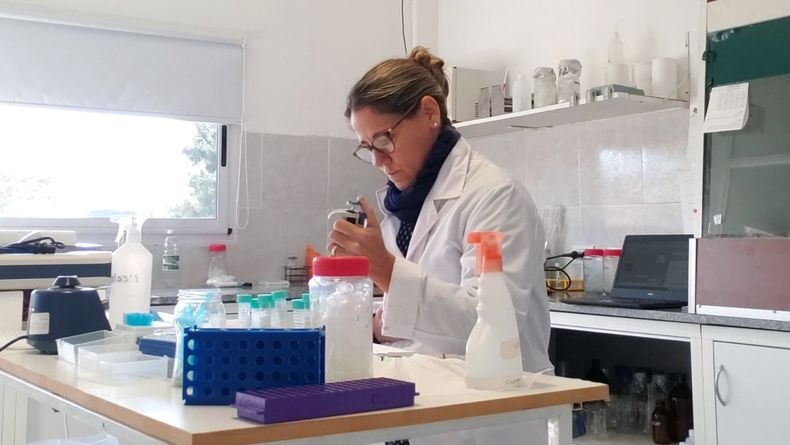 La línea deinvestigación tienen como objetivo principal mejorar la calidad de las carnesde cerdo, ya sea fresca o para chacinados.