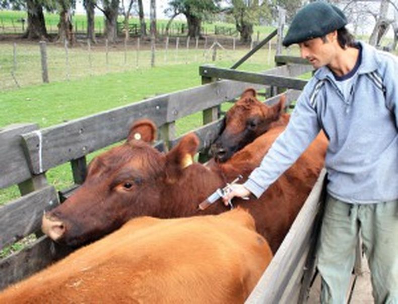 Foto veterinario vacunando 2 300x229.jpg