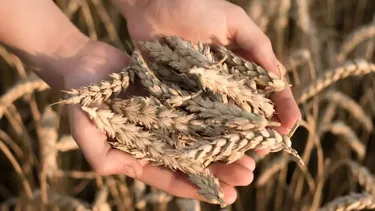La elección de la variedad define el potencial del trigo.