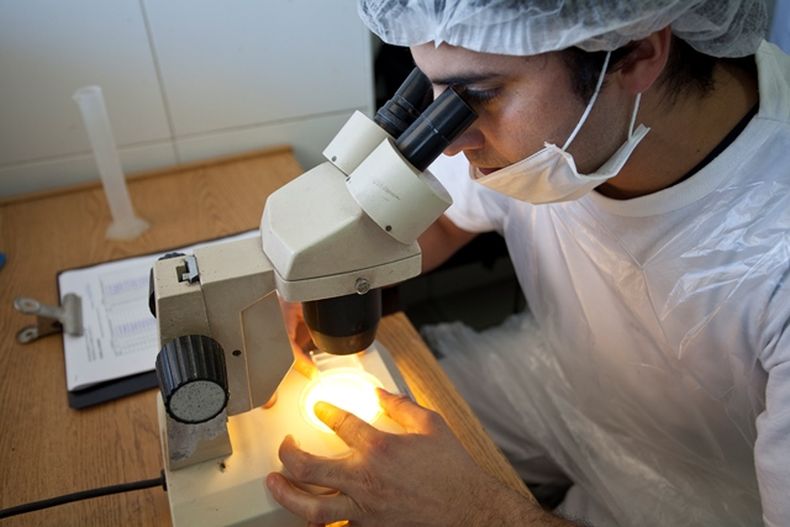 Diagnósico de triquinosis. Se recomienda enviar muestras individuales por cada animal capturado.