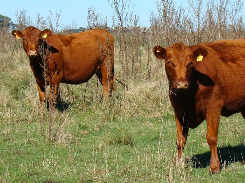 Invertir en un plan sanitario.