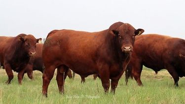 Los criadores de Bonsmara no sólo hablaránsobre la calidad de la carne, sino que también contarán con degustación decarne.