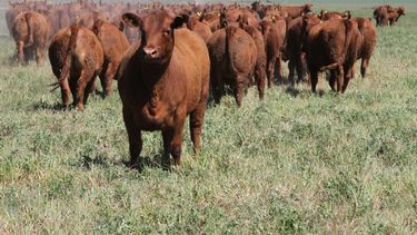 La estabilidad de precios en el mercado de la carne vacuna local es clave para el sector agropecuario argentino.