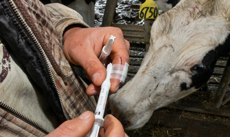 Senasa bloqueó la rBST, si bien no es de uso extendido en la lechería Argentina.