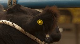 Productores deberán adaptar sus sistemas al uso de caravanas electrónicas. Productores deberán adaptar sus sistemas al uso de caravanas electrónicas.