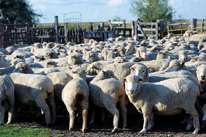 En los ovinos, una enfermedad localizada puede generalizarse y derivar en la muerte del animal.