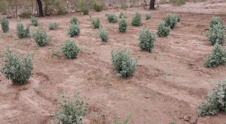 Según el INTA, la Zampa es ideal para suplementar caprinos, debido a que está adaptada al ambiente.&nbsp;