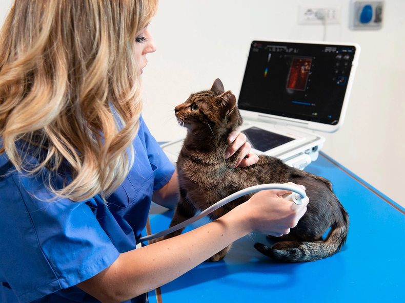 La iniciativa de la Federación Veterinaria Argentina busca promover conocimientos prácticos para los profesionales.