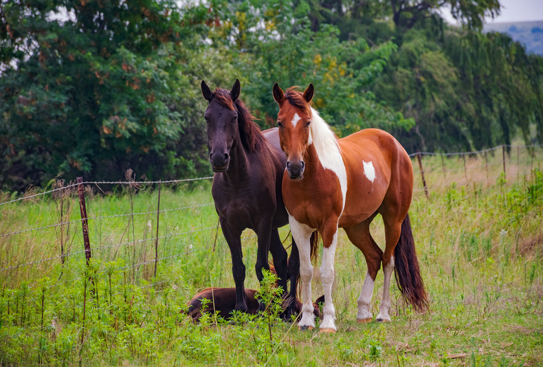 La reproducción animal también mira al sector equino.