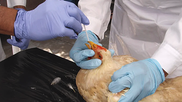 La influenza aviar preocupa particularmente a la OMSA, por su propagación en mamíferos.