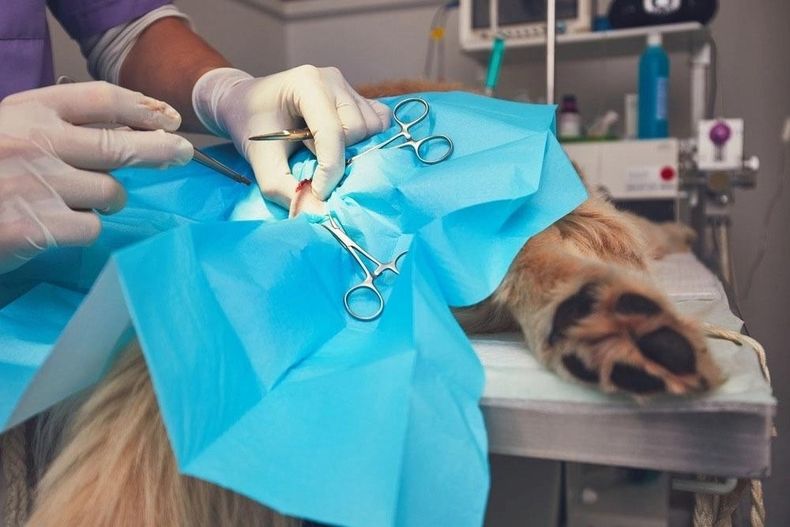Nuevas estrategias para el manejo de perros y bienestar animal.