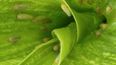 La información de los monitoreos permitirá conocer qué cantidad de chicharrita hay por planta de maíz.