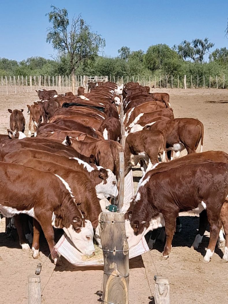 La nueva resolución permite la reducción de costos innecesarios en el sector de la nutrición animal.
