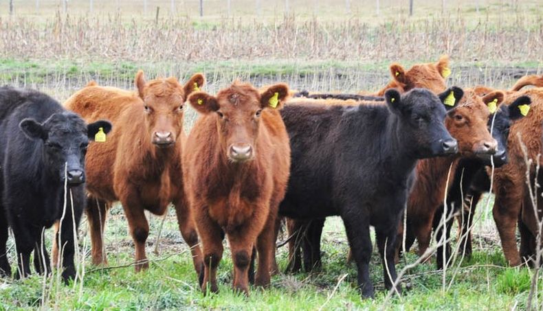 El escenario 2026 presenta, para CREA, oportunidades extraordinarias para la producción ganadera.