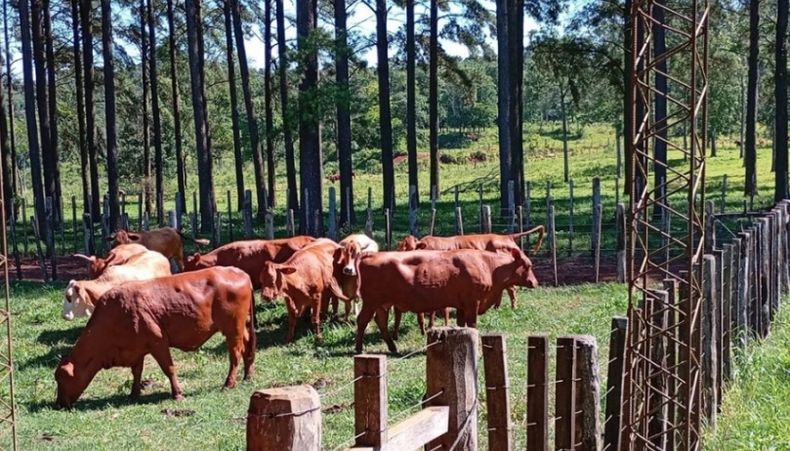 Diagnóstico, manejo y control: claves frente a esta amenaza silenciosa en bovinos.