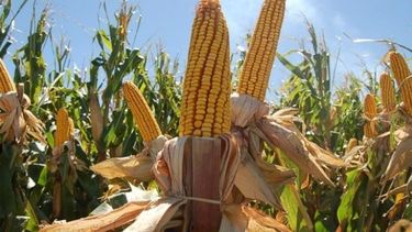 El cultivo de maíz, clave para la ganadería patagónica, muestra un futuro prometedor con híbridos precoces adaptados a la región.