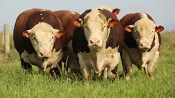 Kazajistán busca en el Hereford argentino rusticidad y eficiencia productiva. Kazajistán busca en el Hereford argentino rusticidad y eficiencia productiva.