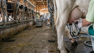 Las estrategias de manejo en la producción láctea son claves a la hora del secado.
