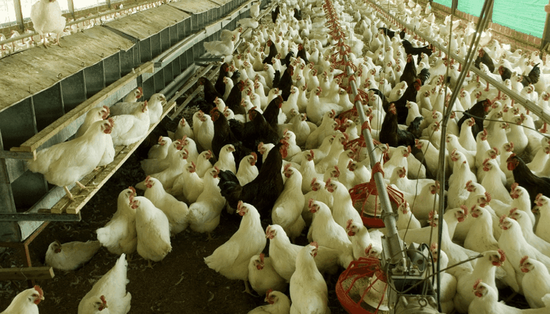 Para evitar la influenza aviar, Senasa recomienda reforzar todas las medidas de manejo, higiene y bioseguridad.