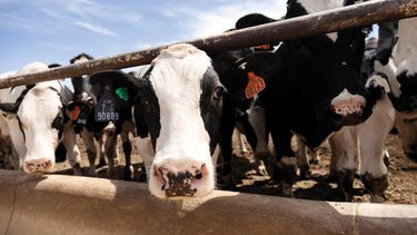 Es cada vez más notorio el impacto de la sanidad sobre la productividad de bovinos.