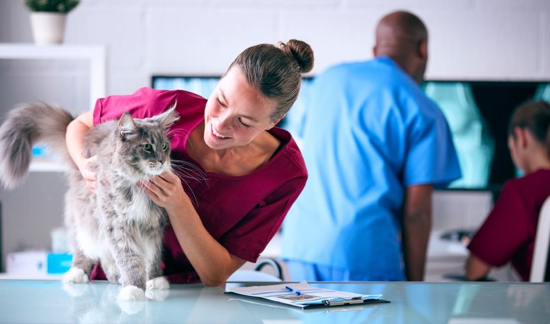La educación veterinaria es fundamental para promover la vacunación felina y asegurar el bienestar de los gatos.
