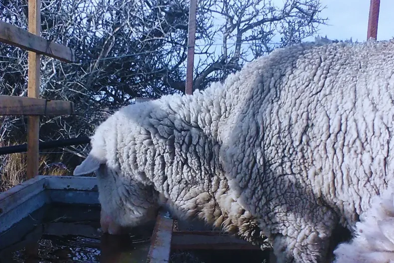Tecnología nacional que mejora la calidad de vida de los ovinos.