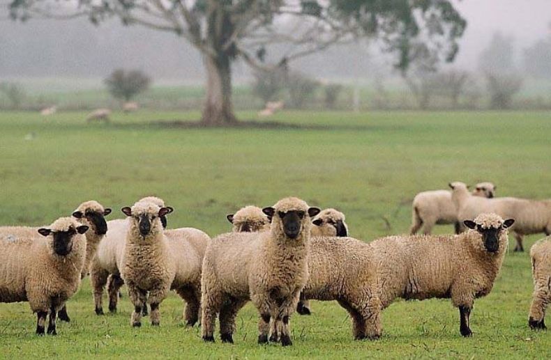 Encuentro clave sobre la producción de ovinos.