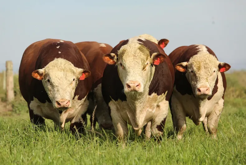 Kazajistán busca en el Hereford argentino rusticidad y eficiencia productiva.