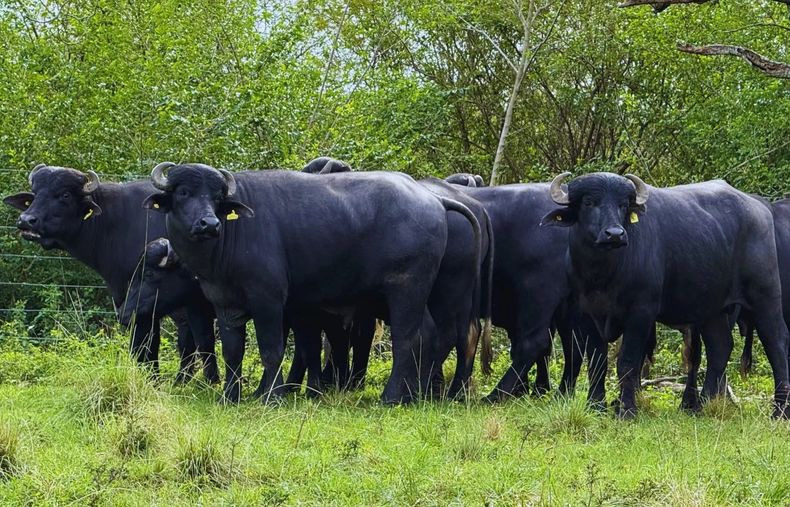 La producción bubalina es una oportunidad donde la ganadería bovina enfrenta desafíos.