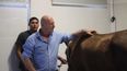FCV UNNE en jornadas veterinarias: educación y práctica de equinos.