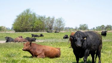 La tristeza bovina (Rhipicephalus microplus) es una enfermedad ocasionada por la garrapata común del bovino.