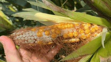 Exportaciones. Los precios internacionales se derrumban por el efecto chicarrita, según la BCR.