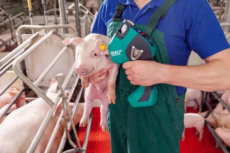 La vacunación intradérmica sin agujas reporta múltiples beneficios para la producción porcina.